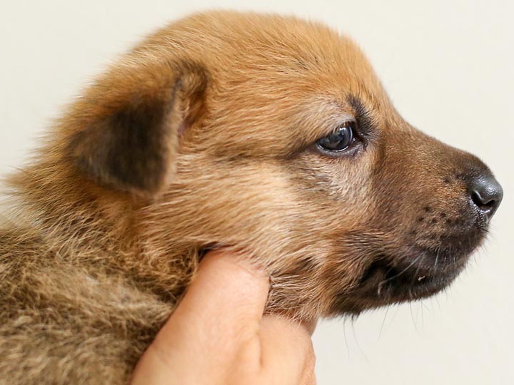 chinook puppy
